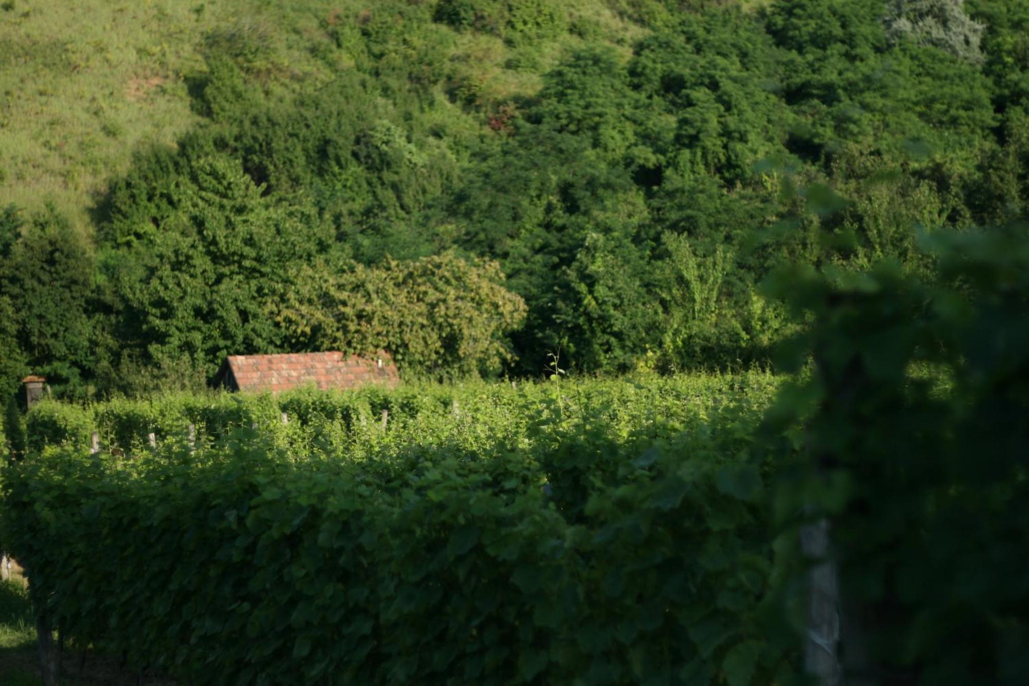 Paulay Borhaz Es Vendeghaz Hotel Tokaj Exterior photo